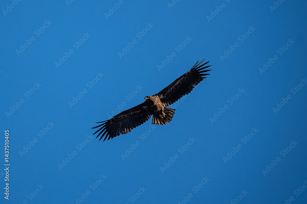 Obraz premium bald eagle in flight