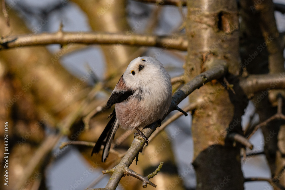 The long-tailed tit (Aegithalos caudatus)
