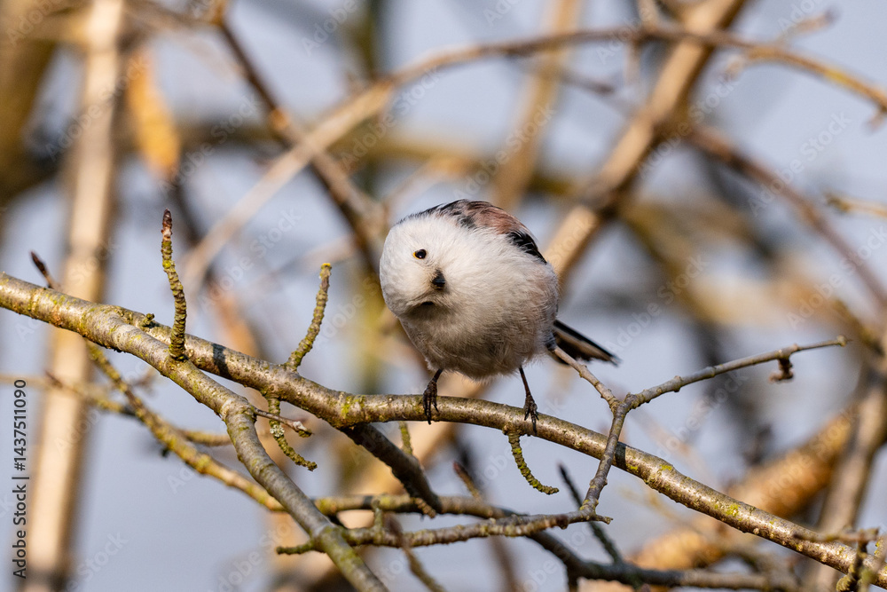 The long-tailed tit (Aegithalos caudatus)