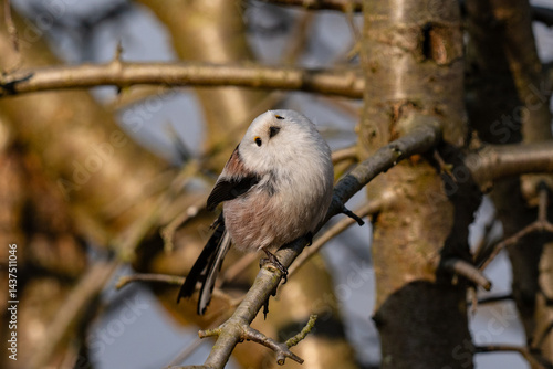 Obraz na płótnie The long-tailed tit (Aegithalos caudatus) w salonie
