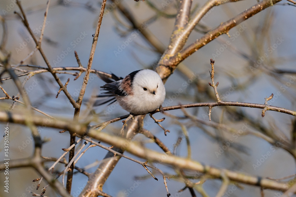 The long-tailed tit (Aegithalos caudatus)