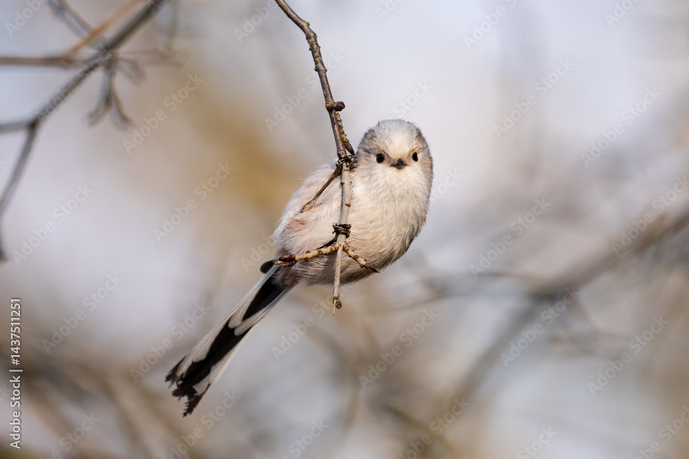 The long-tailed tit (Aegithalos caudatus)