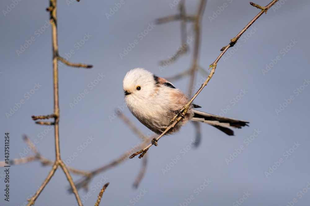 The long-tailed tit (Aegithalos caudatus)