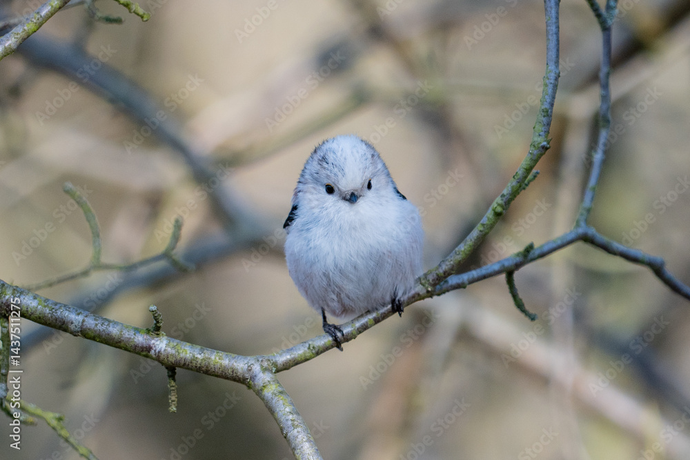 The long-tailed tit (Aegithalos caudatus)