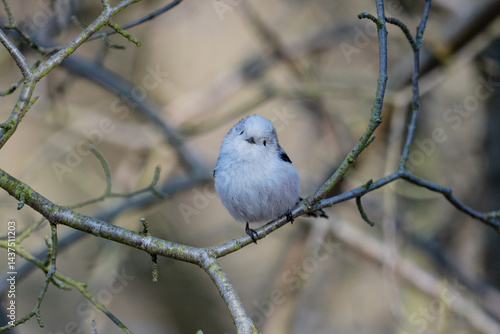 Obraz na płótnie The long-tailed tit (Aegithalos caudatus) w salonie