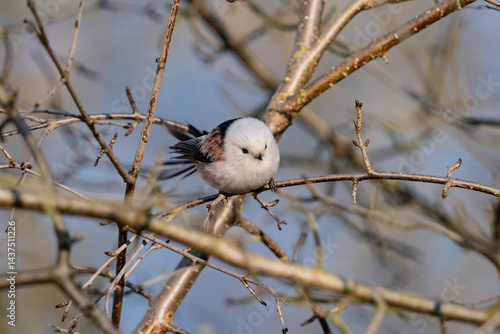 Obraz na płótnie The long-tailed tit (Aegithalos caudatus) w salonie