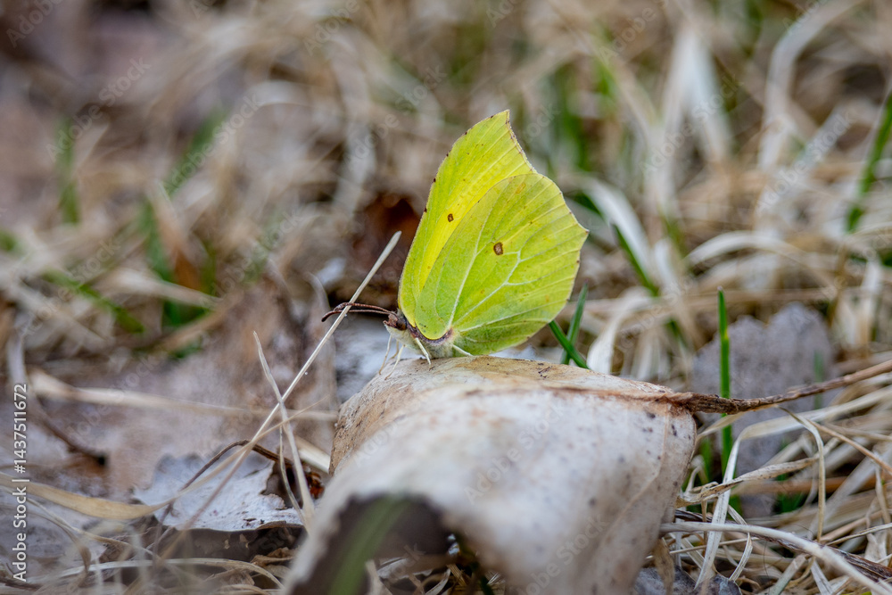 butterfly on the grass