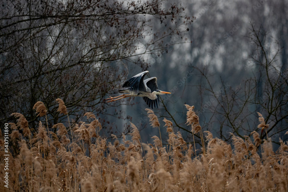 blue heron in flight