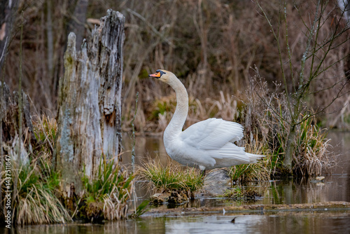 Obraz na płótnie swan on the backwaters w salonie