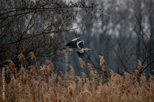 Obraz na płótnie blue heron in flight w salonie