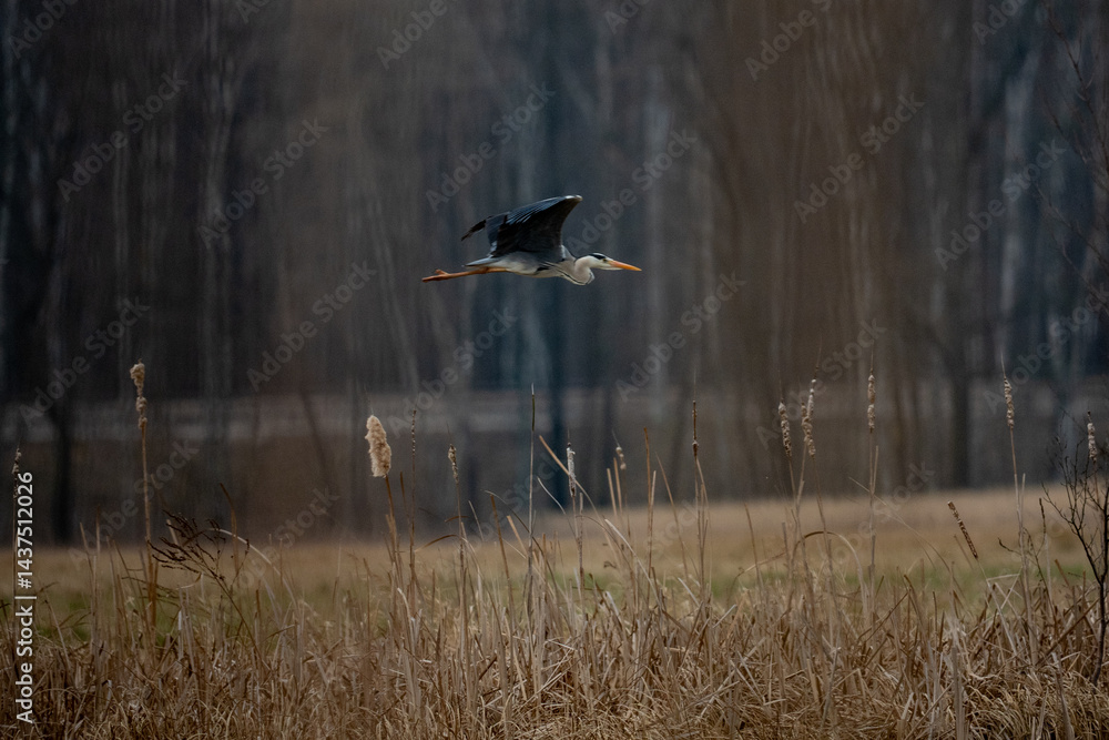 blue heron in flight