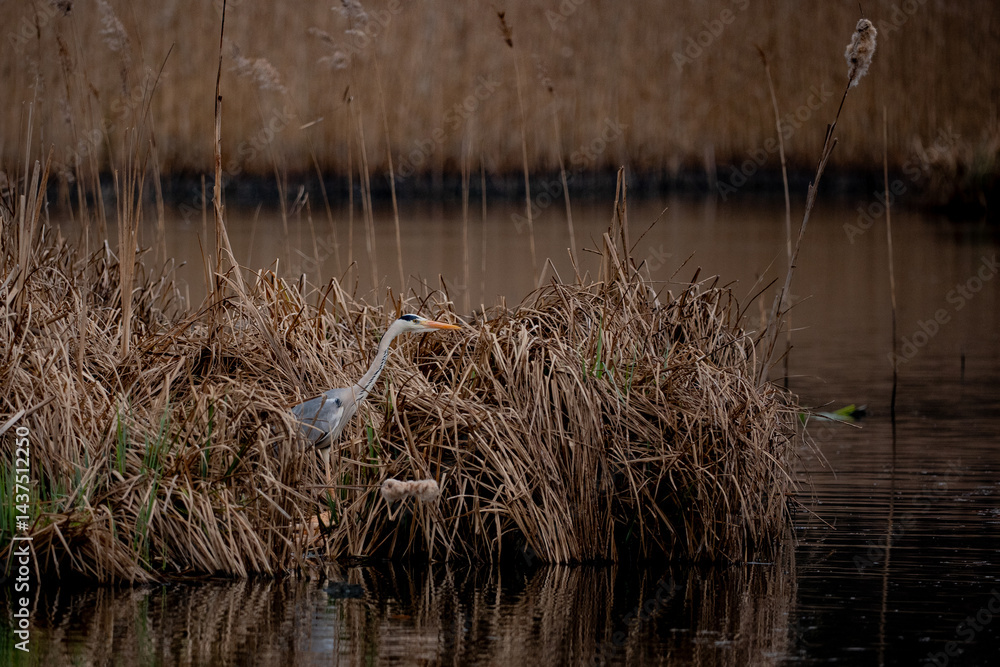 Fototapeta premium great blue heron in a swamp
