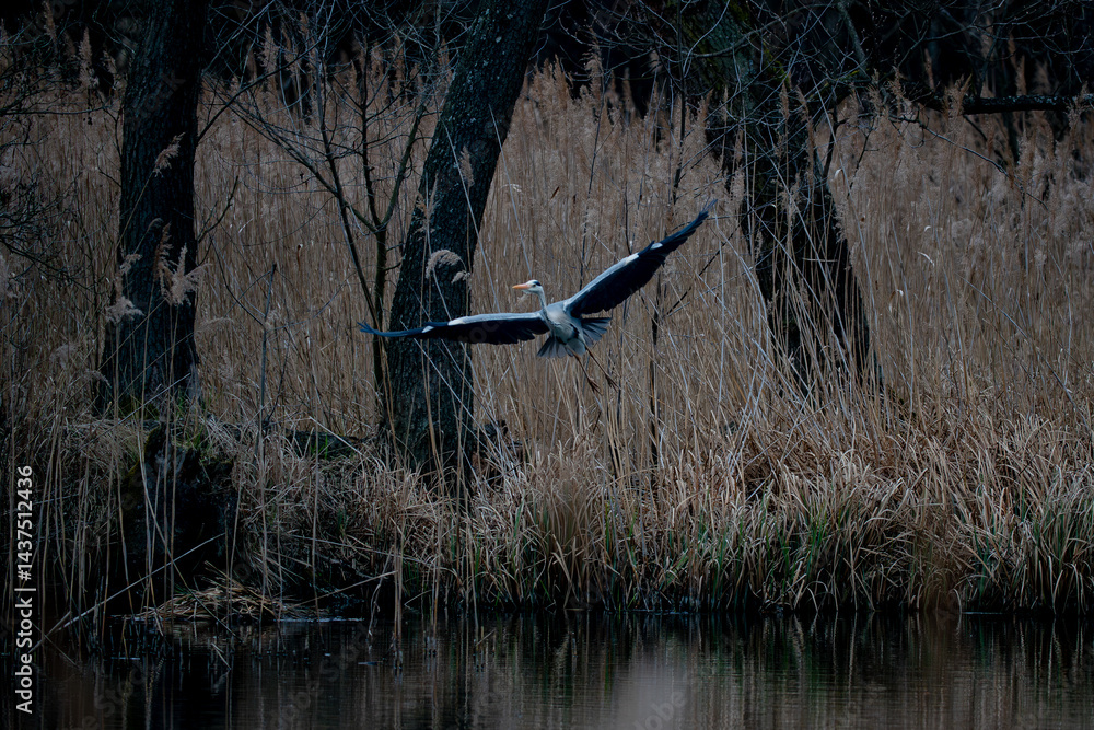 blue heron in flight