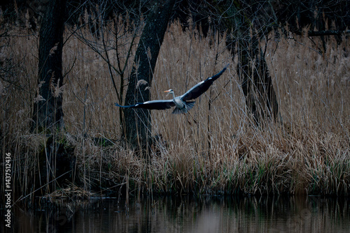 Obraz na płótnie blue heron in flight w salonie