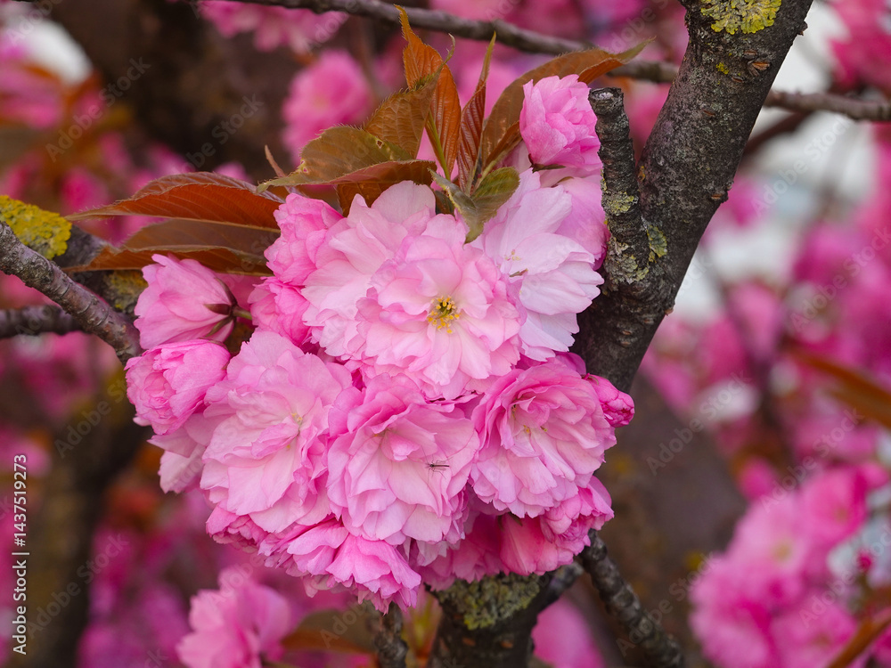 Cherry blossoms on the outskirts of the old town, Geneva