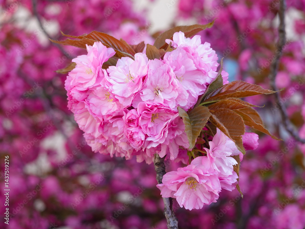 Pink cherry blossoms on the outskirts of the old town, Geneva