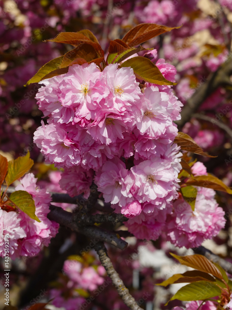 Cherry tree in full bloom, Geneva
