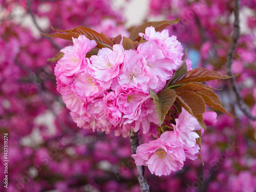 Obraz na płótnie Pink cherry blossoms on the outskirts of the old town, Geneva w salonie