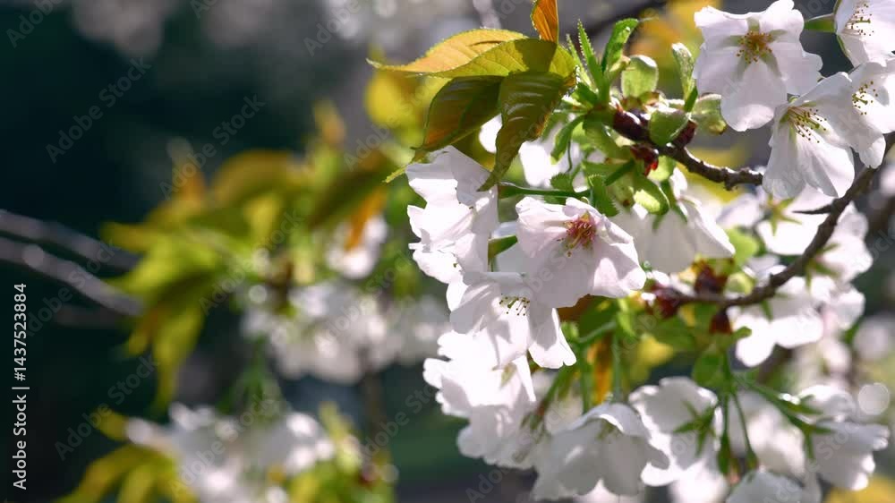 春の陽光をあびて風に揺れる葉桜(パンニング) 春の陽光をあびて風に揺れる葉桜(パンニング)