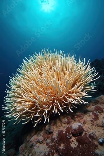 Obraz na płótnie Coral reef underwater landscape with vibrant colors sunlight w salonie
