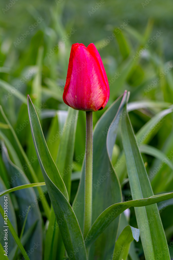 Fototapeta premium Bright red tulip blooming in a lush green garden