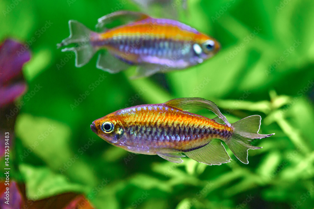 A green beautiful planted tropical freshwater aquarium with fishes and shrimps.A Congo tetra, Phenacogrammus interruptus, with water plants. A green beautiful planted tropical freshwater aquarium with fishes and shrimps.A Congo tetra, Phenacogrammus interruptus, with water plants.
