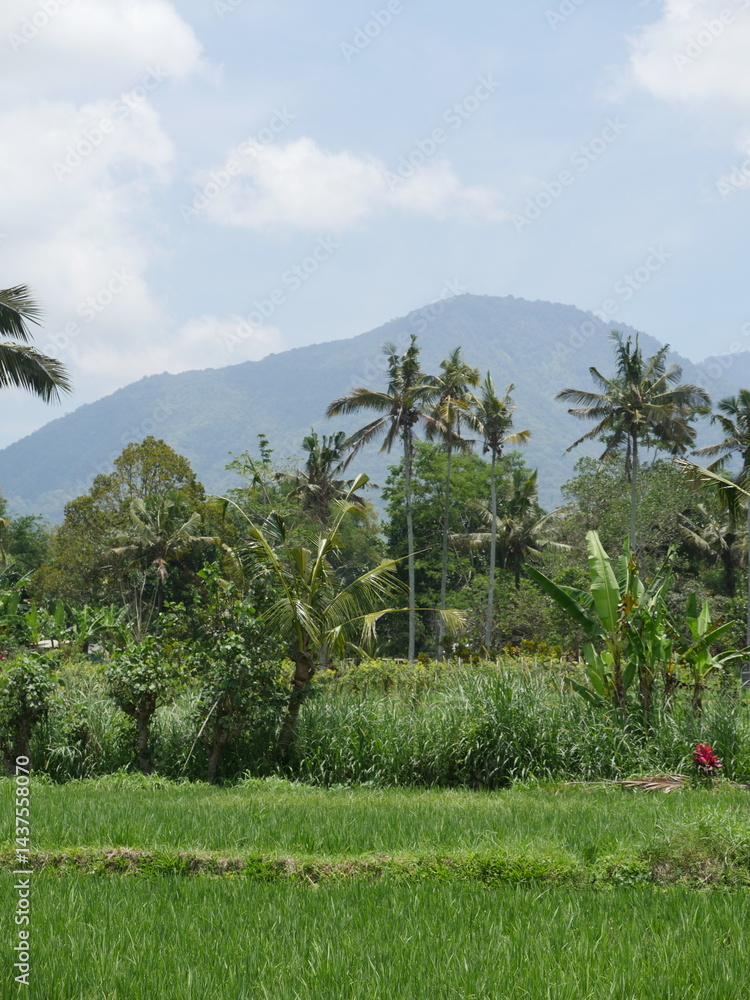 Fototapeta premium palm trees in the mountains