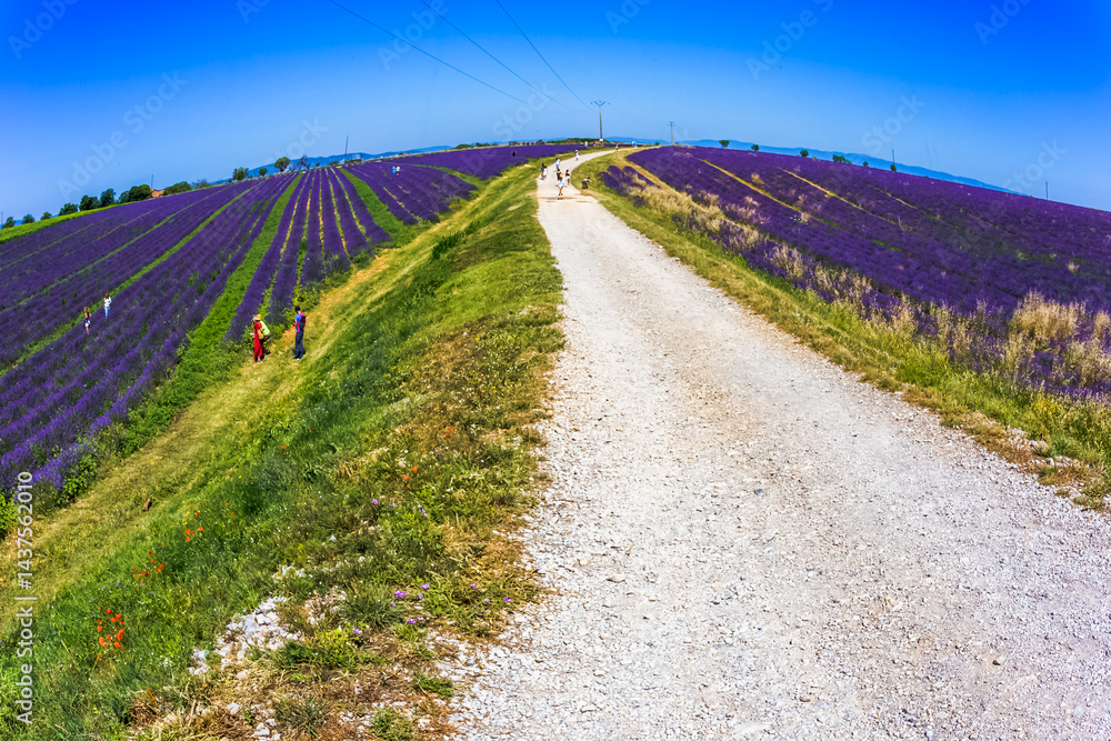 Champs de lavande, plateau de Valensole, France