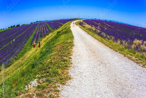 Obraz na płótnie Champs de lavande, plateau de Valensole, France w salonie