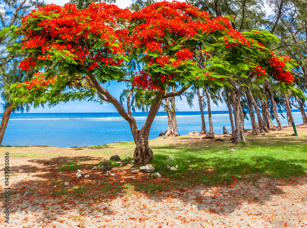 Flamboyant sur plage de Saint-Leu, île de la Réunion