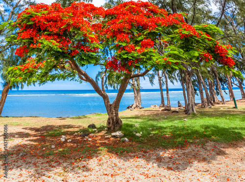 Obraz na płótnie Flamboyant sur plage de Saint-Leu, île de la Réunion w salonie