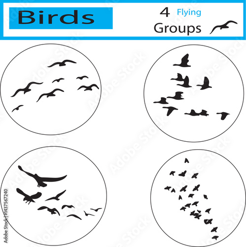 Different species of birds flying isolated on a white background