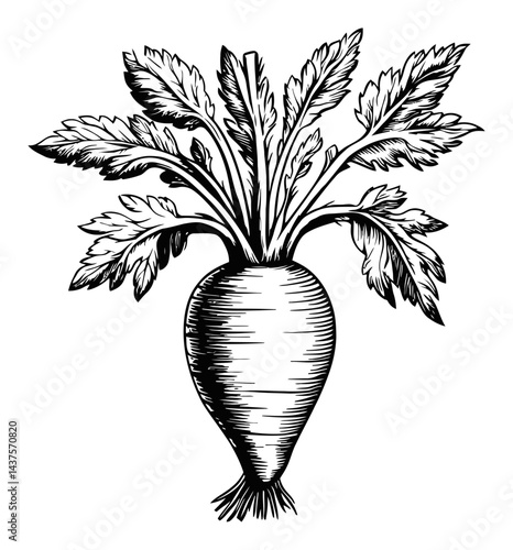 Black and White Engraving of a Radish with Detailed Leaves