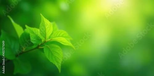 Blurred green leaves, soft bokeh, abstract nature, abstract, close-up