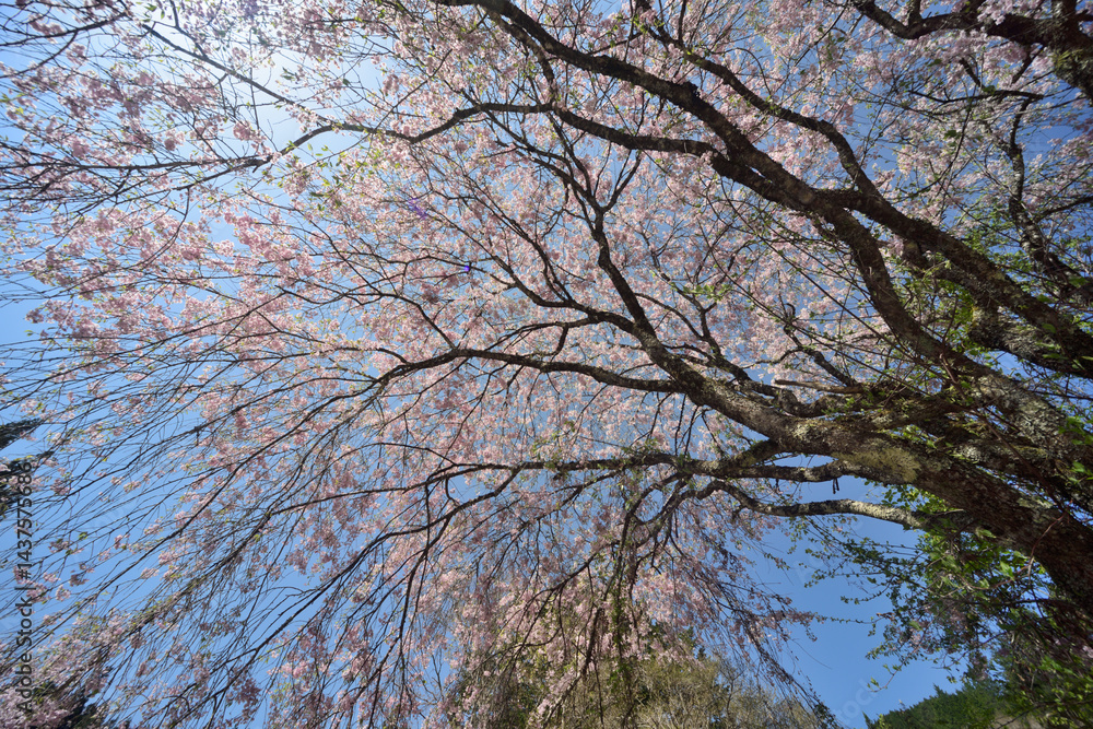 Obraz premium しだれ桜