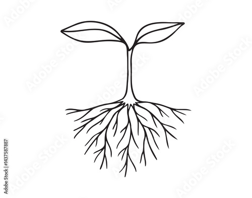 Sprout with two leaves and root. Small plant growing doodle hand drawn icon. Outline drawing sprout with two leaves and roots line clipart symbol