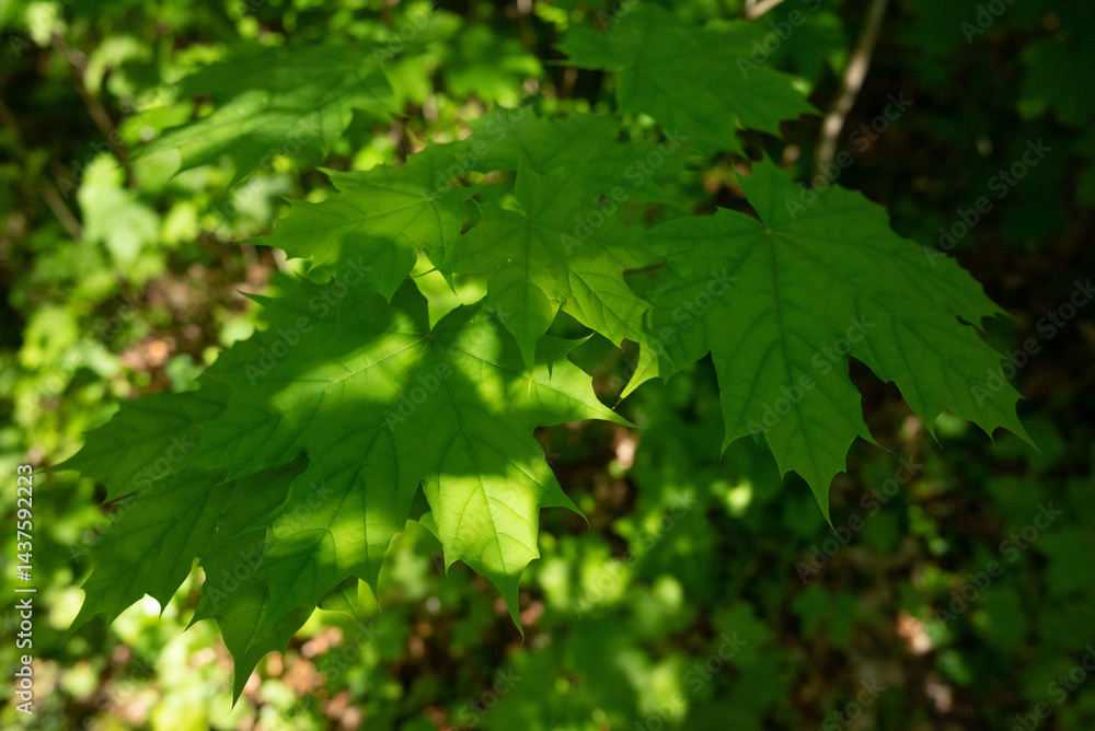 spring green trees leaves spring green trees leaves