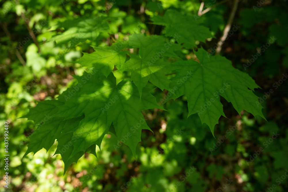 spring green trees leaves spring green trees leaves