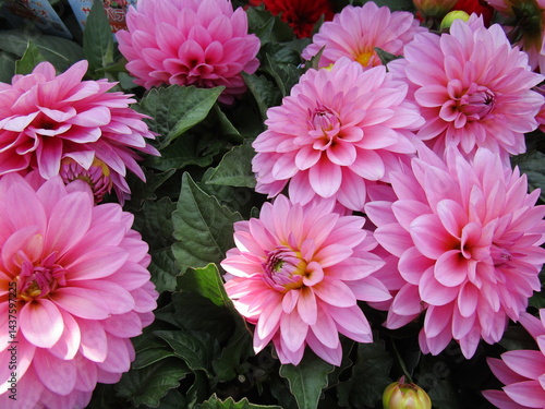 ピンクのギャラリーダリアの花のアップ