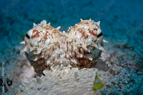 Watchful eyes of the octopus