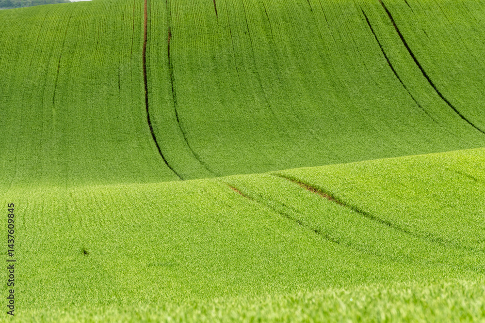 Green rolling fields in Czechia Moravia at spring
