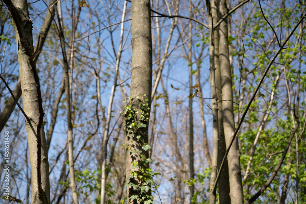 Fototapeta premium Spring freen trees and leaves