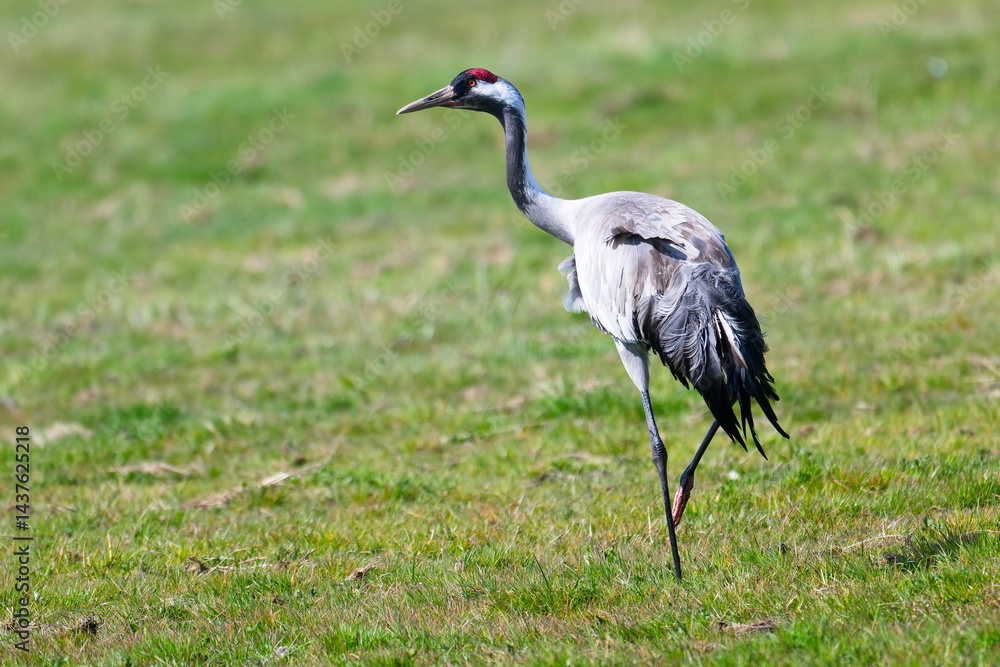 Grauer Kranich bei der Futtersuche im Frühjahr