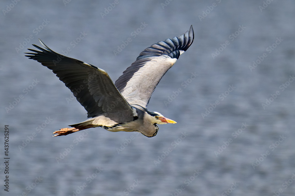 Graureiher im Flug