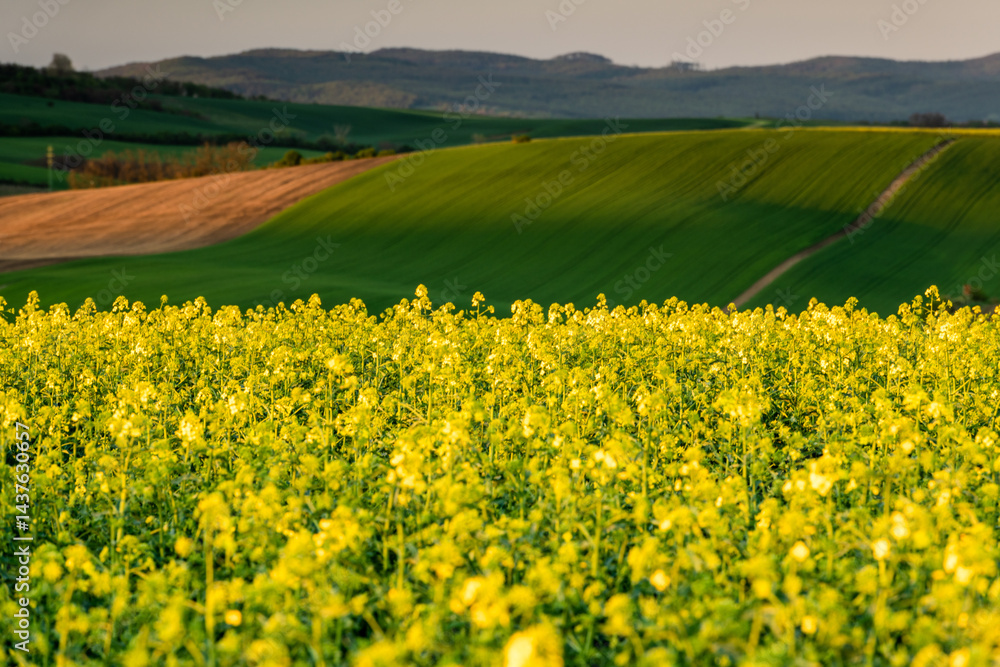 Colorful agriculture landscape at spring