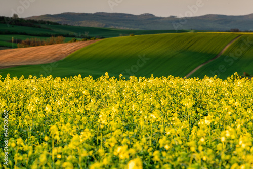 Obraz na płótnie Colorful agriculture landscape at spring w salonie