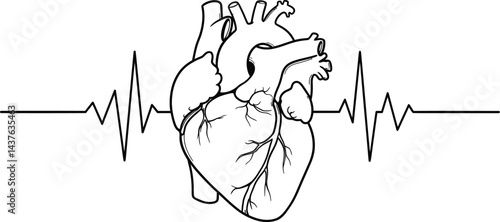 Heart's Rhythm: A meticulously drawn illustration of the human heart, centered against a precise, rhythmic electrocardiogram (ECG) line, symbolizing life's essential beat.