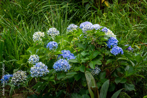 Quadro em tela Blue Hydrangea Flower Blooming in Organic Garden, Himachal Pradesh