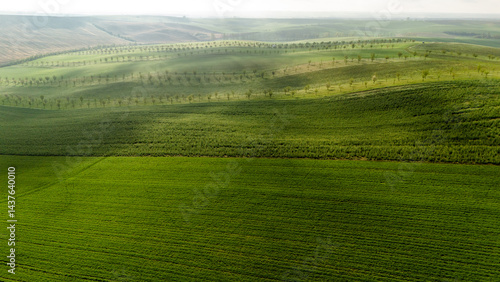 Obraz na płótnie Aerial drone view of agriculture landscape in Moravia w salonie