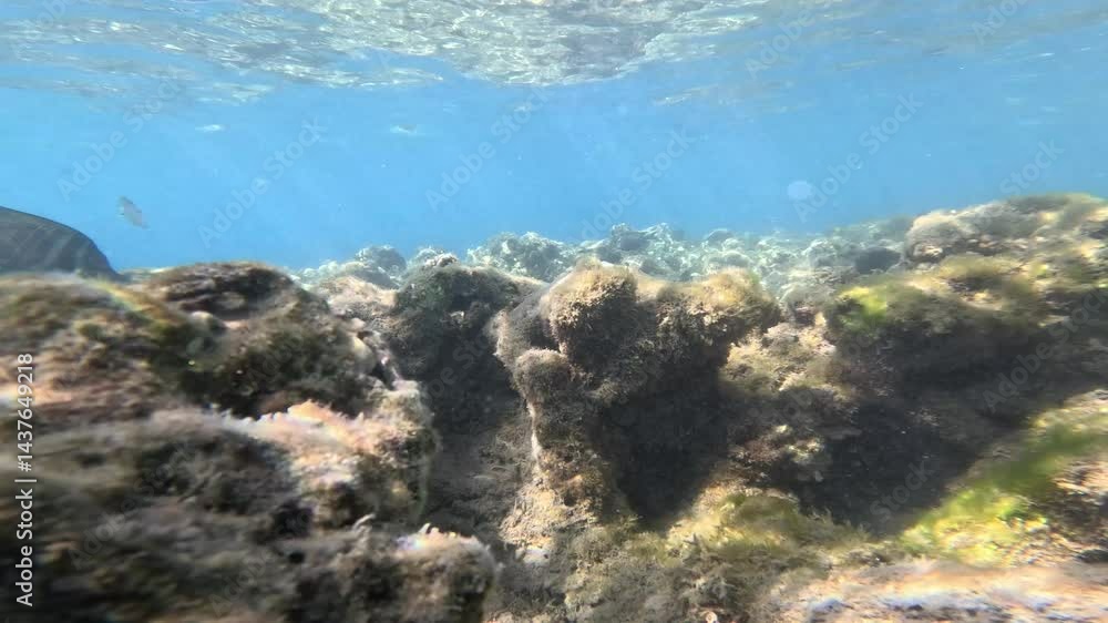 Coral Reef. Underwater Life of a Red Sea. Fishes. Ocean Life. Underwater Life of the Red Sea. Colorful Coral Reef and Tropical Fishes. Beautiful Marine Scenery Captured in Slow Motion. Coral Reef. Underwater Life of a Red Sea. Fishes. Ocean Life. Underwater Life of the Red Sea. Colorful Coral Reef and Tropical Fishes. Beautiful Marine Scenery Captured in Slow Motion.